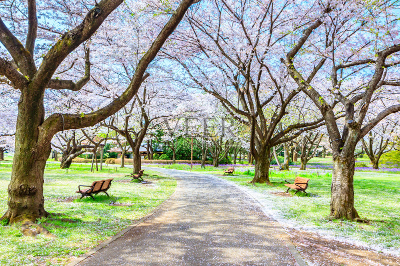 樱花树下的人行道,美丽的日本正版图片素材