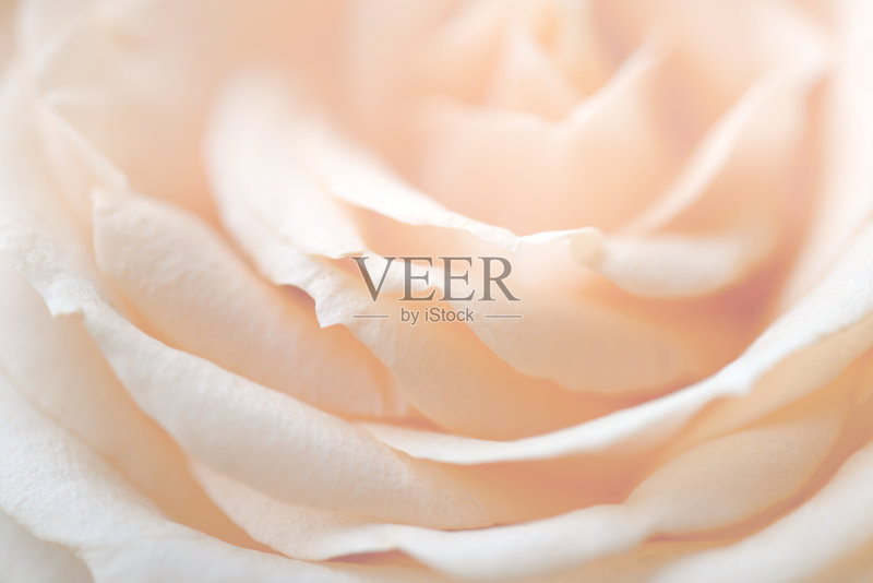 玫瑰花的背景正版图片素材