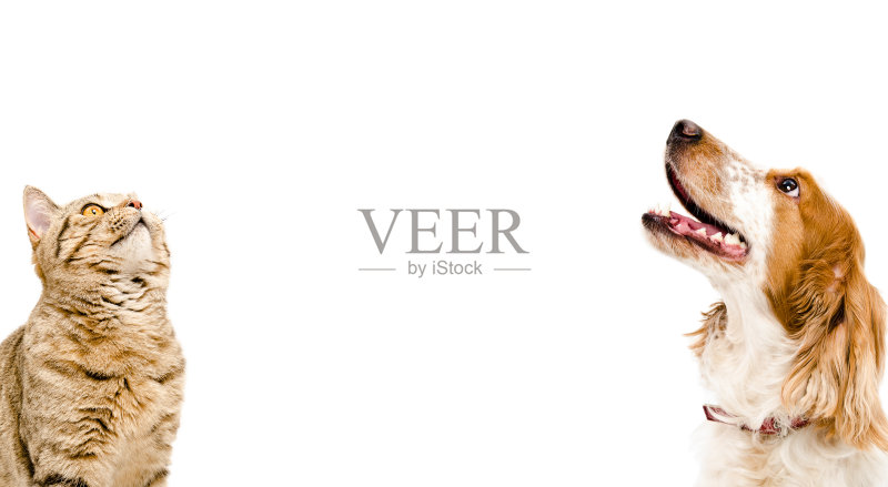 苏格兰直立折耳猫与俄罗斯猎犬照片摄影图片