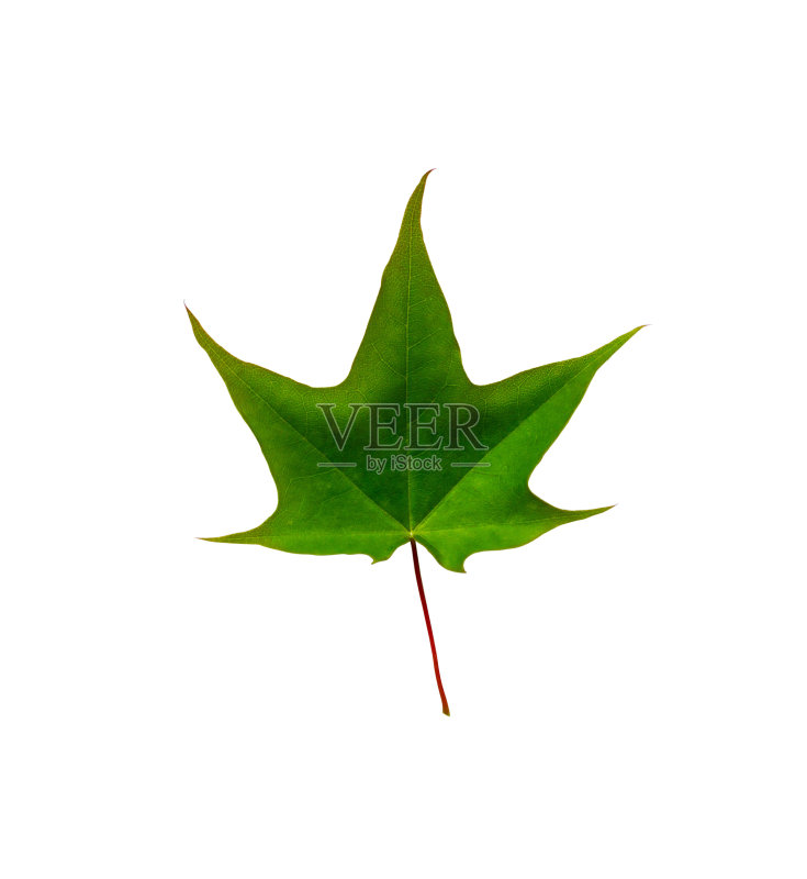 绿色的枫叶孤立在白色的背景正版图片素材