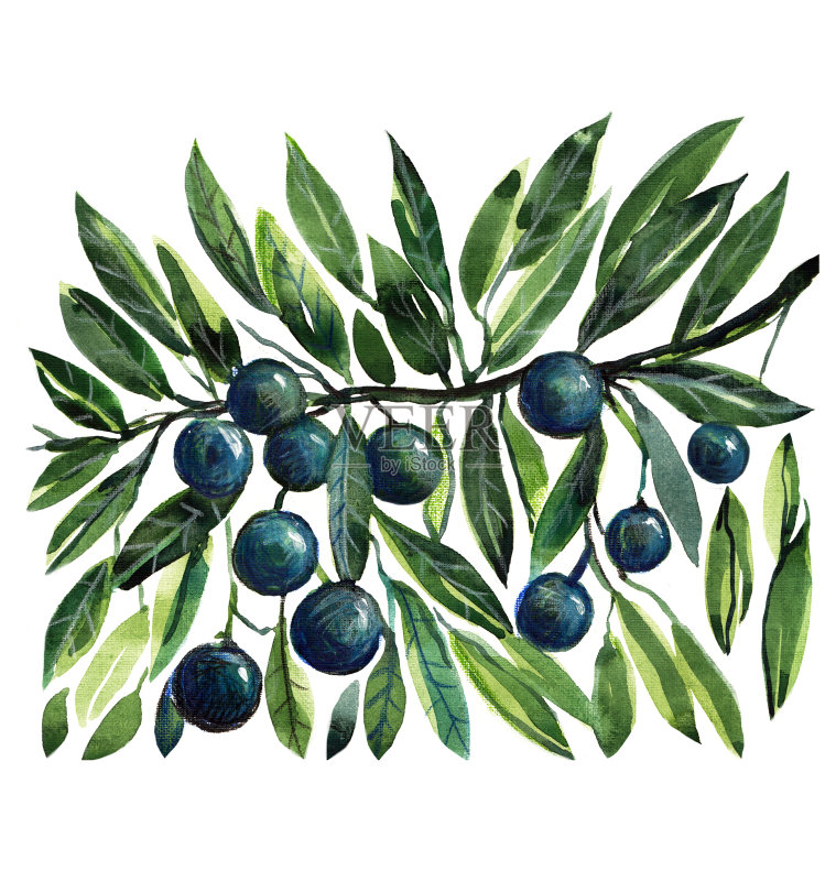 橄榄枝,橄榄,小品,地中海食物正版插画素材