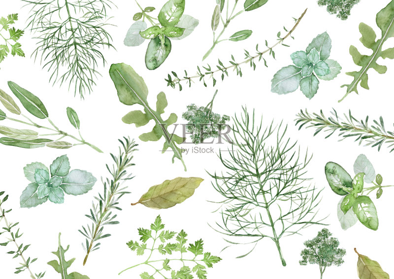 草本植物正版插画素材