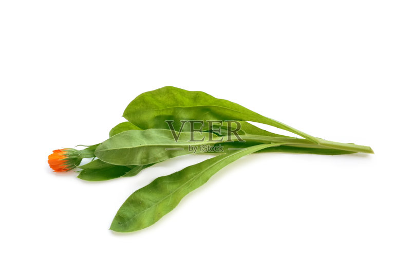 孤立在白色背景上的万寿菊花。正版图片素材