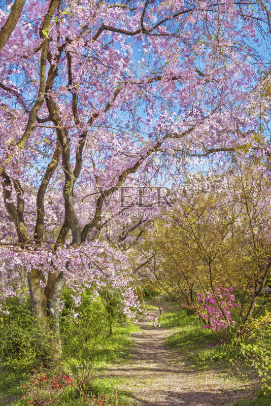 樱花在春天开花正版图片素材
