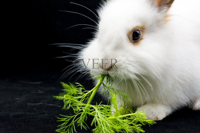 一个月大的白矮星兔子吃新鲜茴香的特写横轴正版图片素材