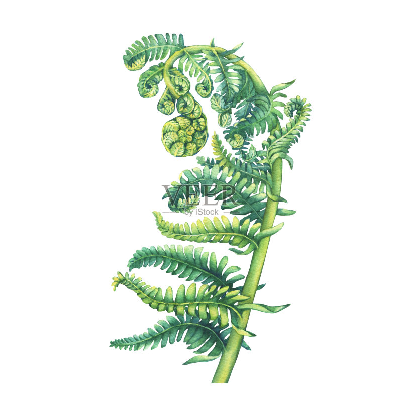 一种展开嫩叶的蕨类植物Polypodiopsida。手绘水彩画在白色的背景。正版插画素材