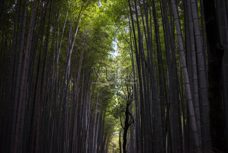 有高竹林的日本森林正版图片素材