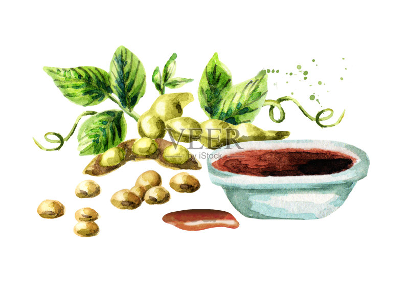 大豆和酱油。水彩手绘插图。正版插画素材