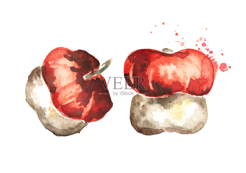 装饰南瓜。水彩手绘插图正版插画素材