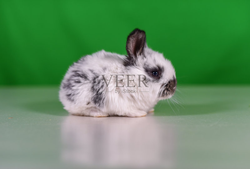 小兔子正版图片素材