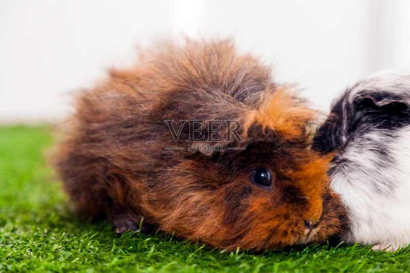 有趣的棕色小兔子正版图片素材