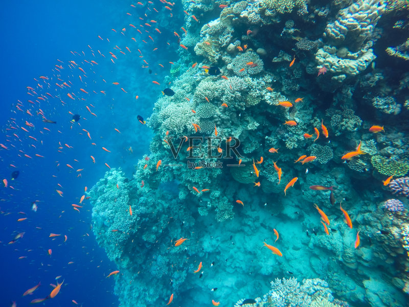 在埃及达哈卜浮潜时观察水母。正版图片素材