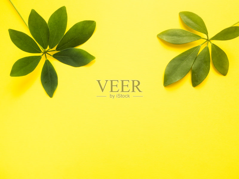 嫩绿的叶子在黄色的背景上。本空间正版插画素材