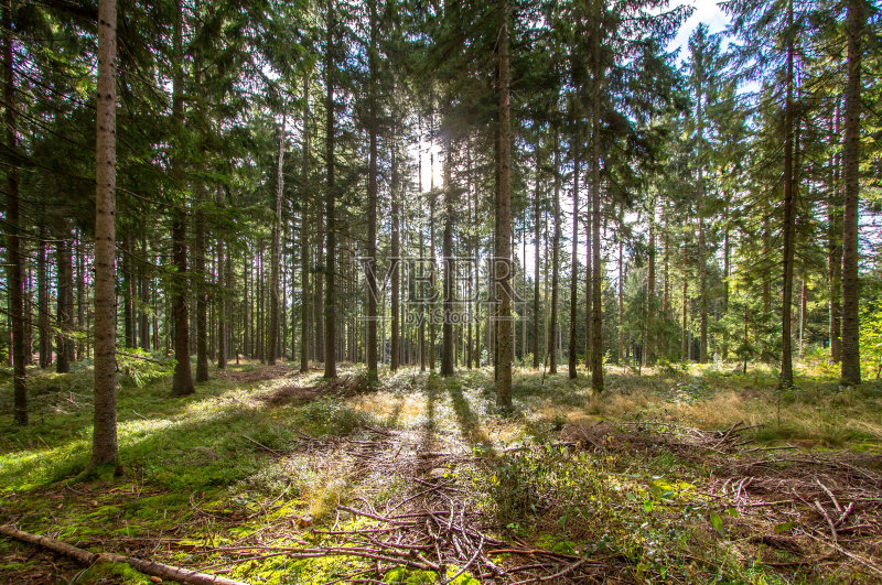 阳光照在松林里正版图片素材