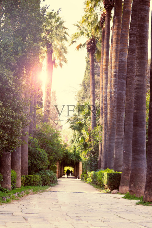 希腊雅典市中心的棕榈园。复古风格的色调图片正版图片素材