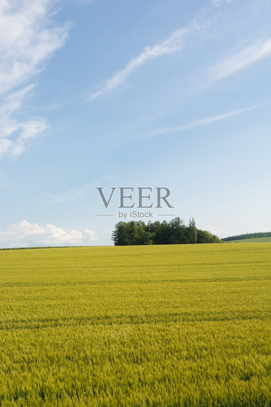 北碚初夏麦田正版图片素材