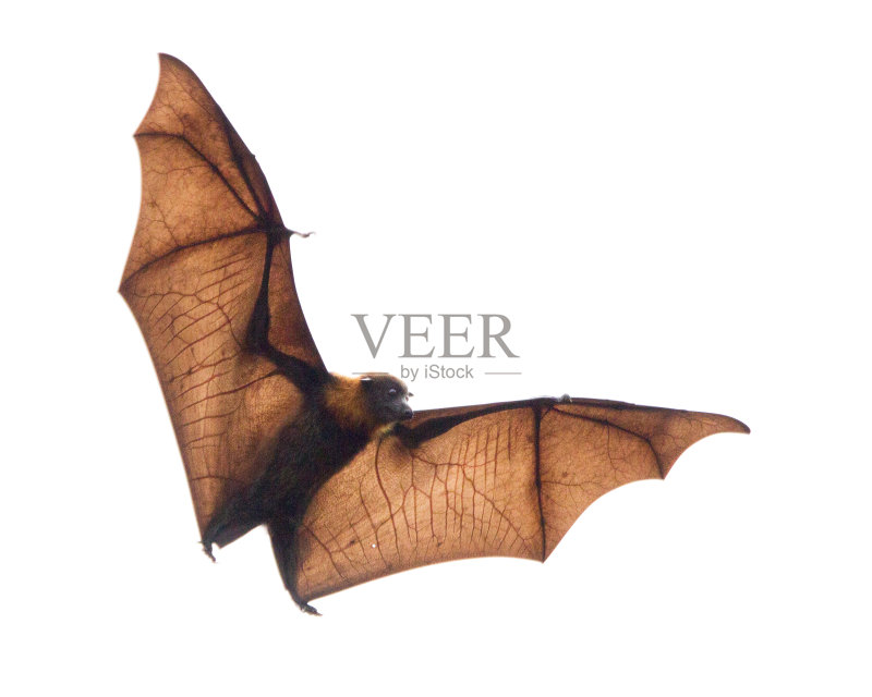 灰头飞狐孤立在灰色天空正版图片素材