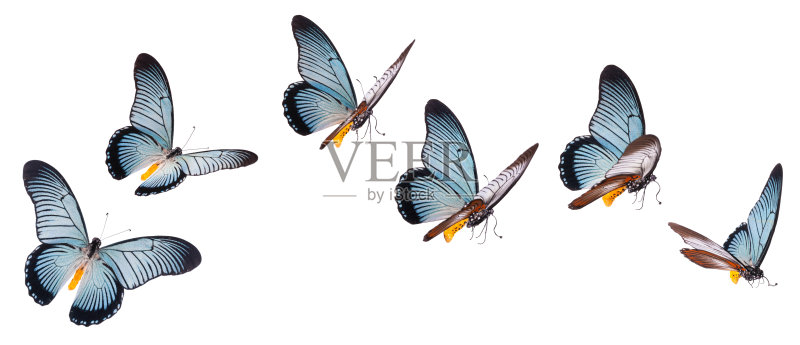 巨大的燕尾蝶孤立在白色正版图片素材