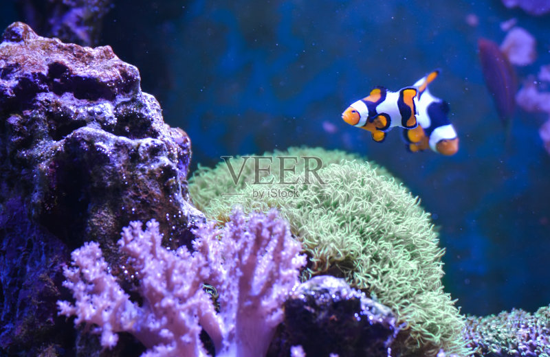 礁槽,装满水的海洋水族馆,用来饲养水下生物。天的观点。正版图片素材