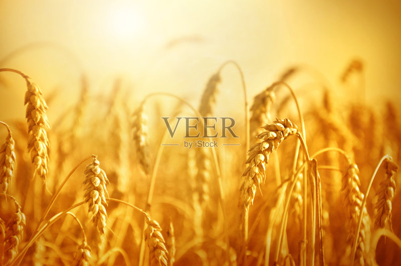 麦田。靠近金色的麦穗。美丽的自然日落景观。阳光下的乡村风光。正版图片素材