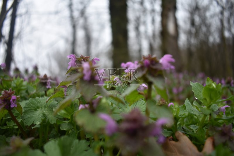 田野里的早晨正版图片素材
