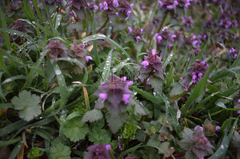 田野里的早晨正版图片素材
