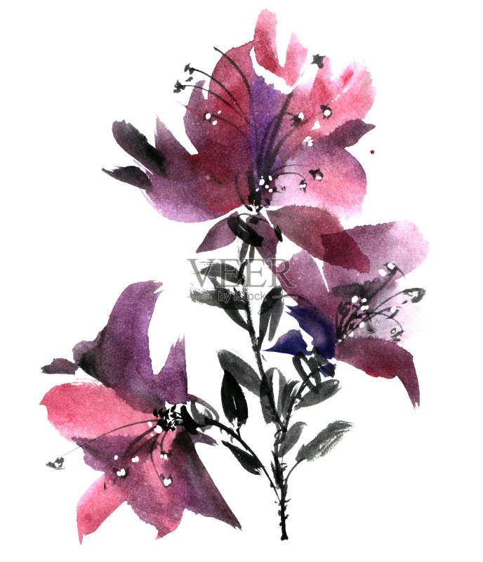 水彩花牌正版插画素材
