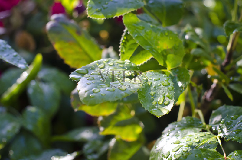 雨滴落在植物的叶子上正版图片素材