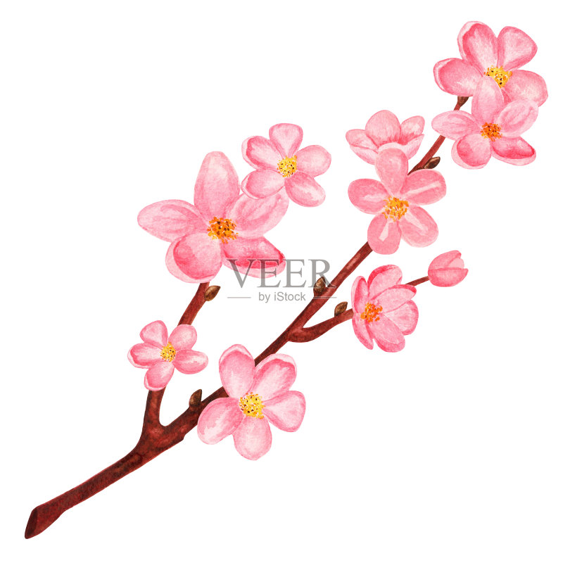 水彩樱花树枝插画图片素材