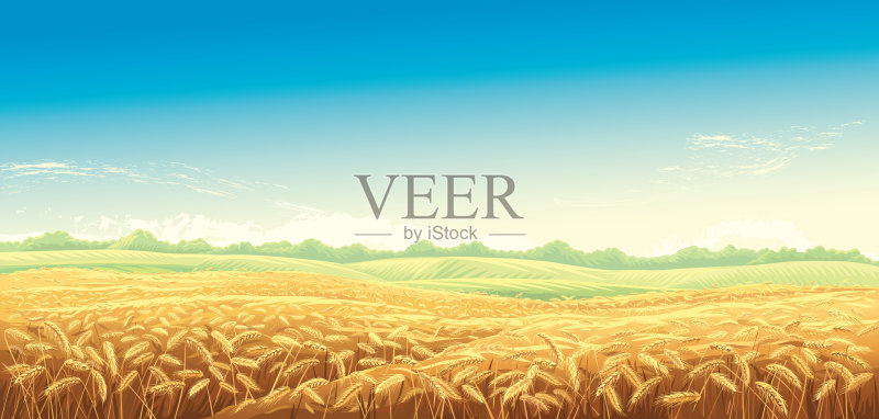 有麦田的乡村景观正版插画素材