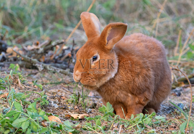 吃草的佛兰芒巨兔正版图片素材