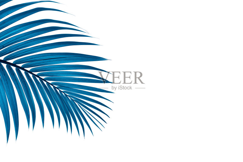 热带椰子棕榈叶孤立在白色背景,蓝色调正版图片素材