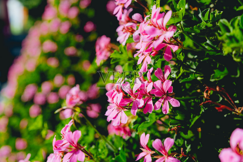 花朵在阳光下正版图片素材
