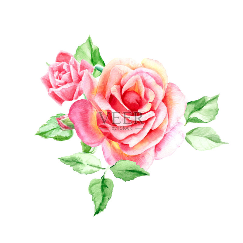 两朵漂亮的带叶子的粉红玫瑰。水彩花卉绘画。婚礼喜庆的图纸。情人节贺卡。正版插画素材