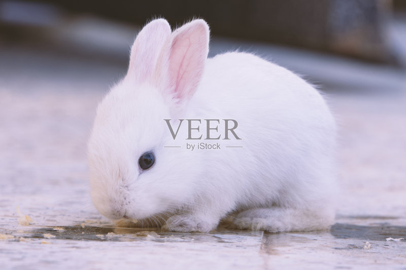白色兔子看着观众正版图片素材