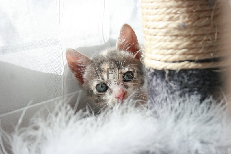 欧洲的猫正版图片素材