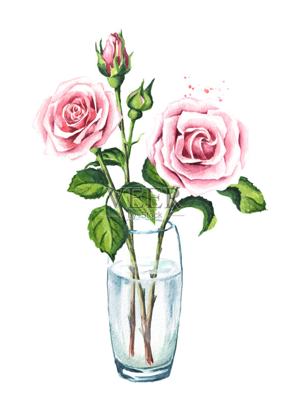 玻璃花瓶里有粉红色的玫瑰花。水彩手绘插图,孤立的白色背景正版插画素材
