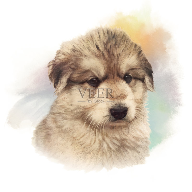 白人牧羊犬幼犬插画图片素材