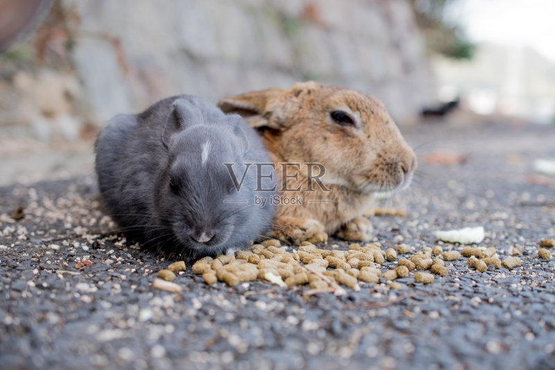 可爱的野生兔子在日本的兔子岛,大野岛正版图片素材