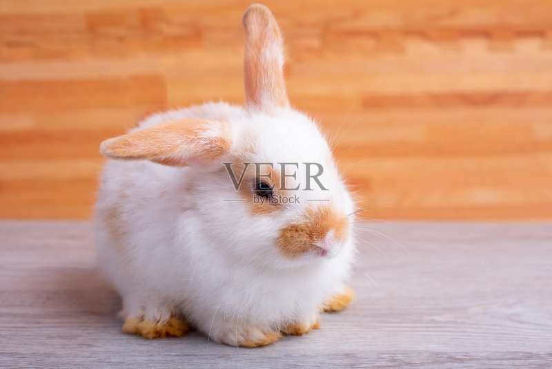 可爱的小白兔呆在灰色的桌子上,棕色的木头图案为背景正版图片素材