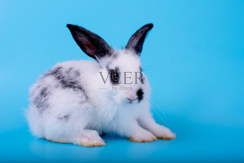 可爱可爱的小兔子和毛绒绒的黑白图案留在蓝色的背景正版图片素材