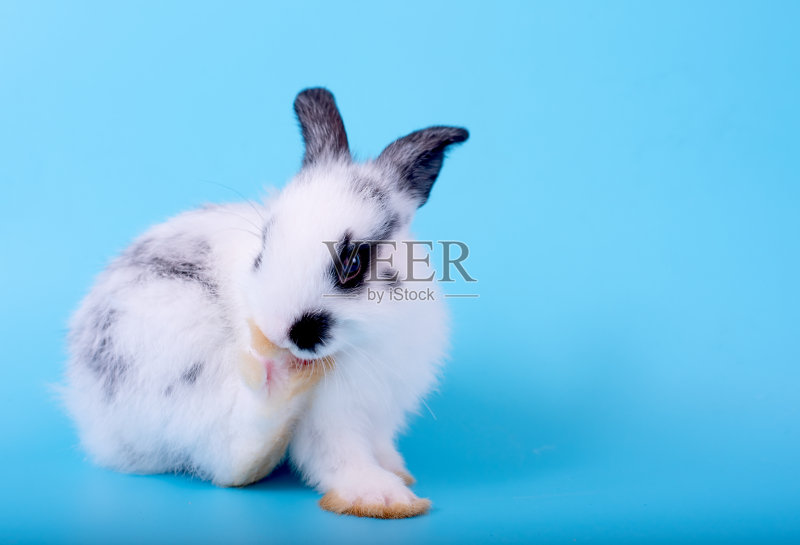 可爱可爱的小兔子和毛绒绒的黑白图案兔子清洁它的脚,停留在蓝色的背景正版图片素材