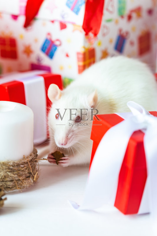 新年的概念。可爱的家鼠在新年装饰。2020年的标志是一只老鼠。正版图片素材