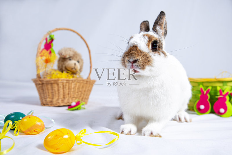 兔子与复活节篮子前面的白色背景正版图片素材