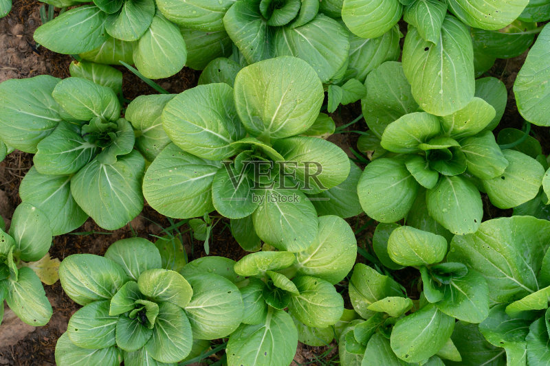顶视图绿色的叶子白菜蔬菜园土壤在有机农场为健康生活方式的食品概念正版图片素材