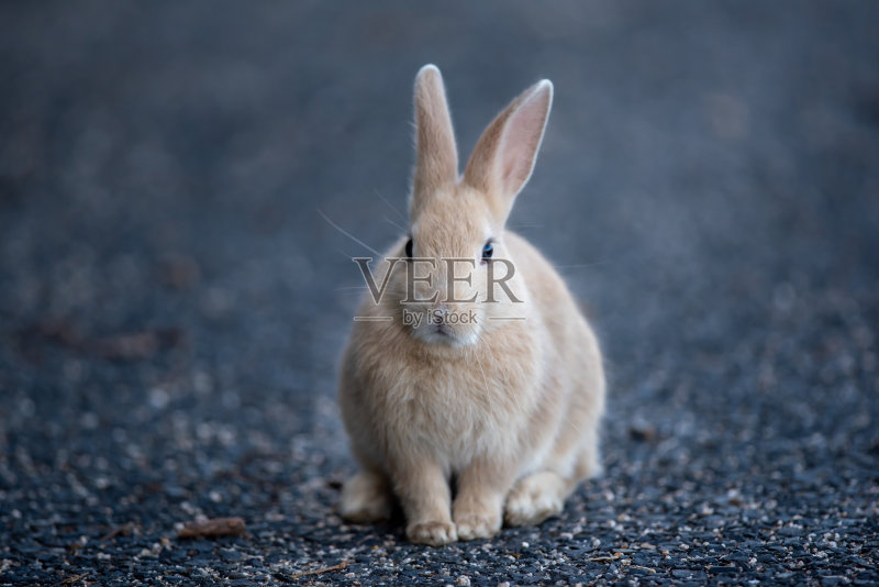 兔子正版图片素材