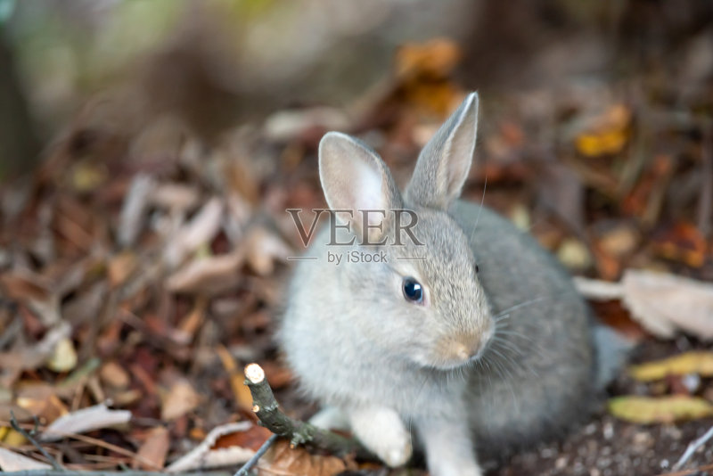 兔子正版图片素材