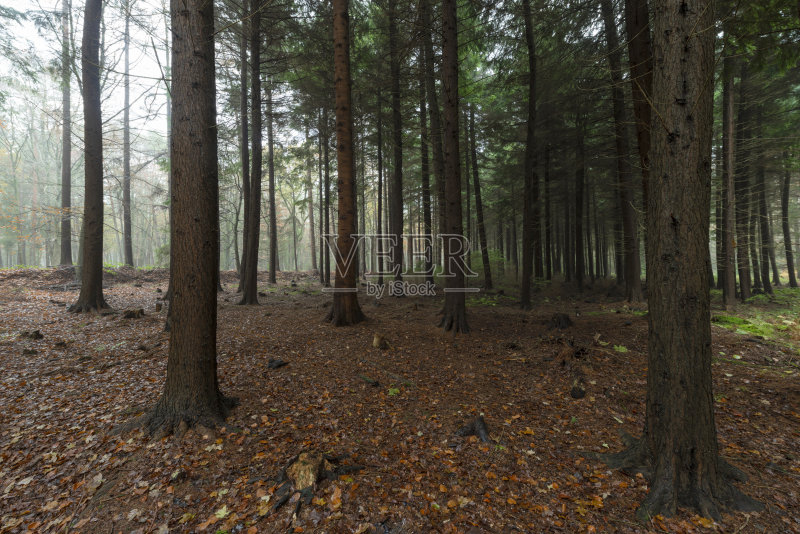 森林中的云杉正版图片素材