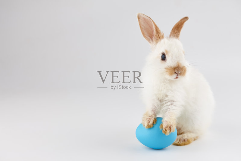 复活节兔子和蓝色的蛋正版图片素材