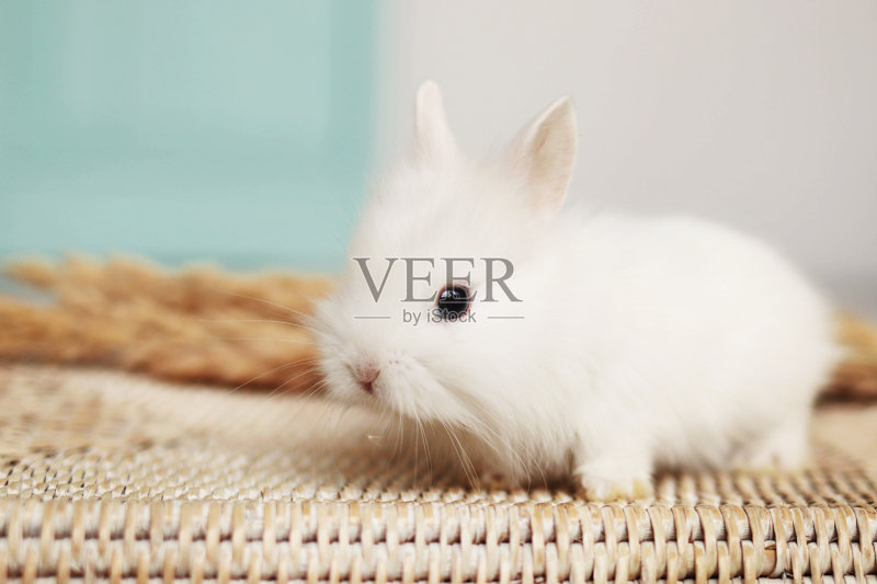 可爱的小白兔坐在柳条篮子里,复活节兔子正版图片素材